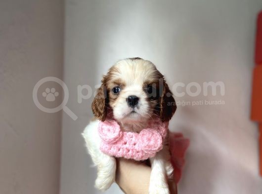 Tatlış Cavalier King Charles Yavruları görsel