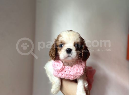 Tatlış Cavalier King Charles Yavruları