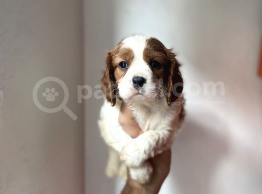 Kuzeypuppi̇es Ki̇ng Charles Yavrulari