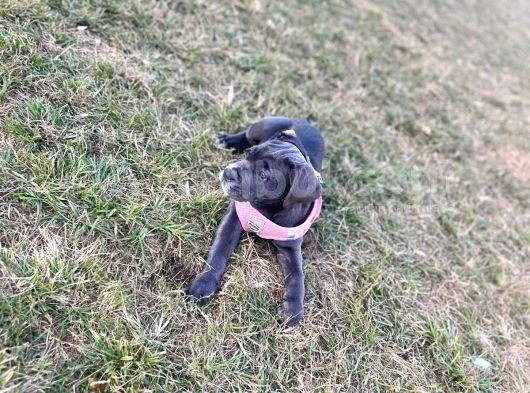 Blue Di̇şi̇ Yavru Cane Corso