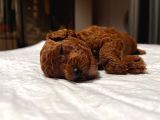 Red Brown Renkli̇ Toy Poodle Yavrular