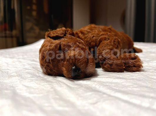 Red Brown Renkli̇ Toy Poodle Yavrular görsel