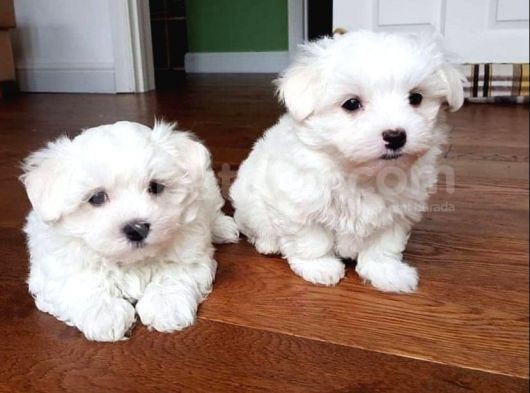 Teacup Maltese Terrier Bebekler