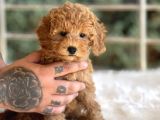 Farklı Renk Ve Tonlarda Toy Poodle Yavrular