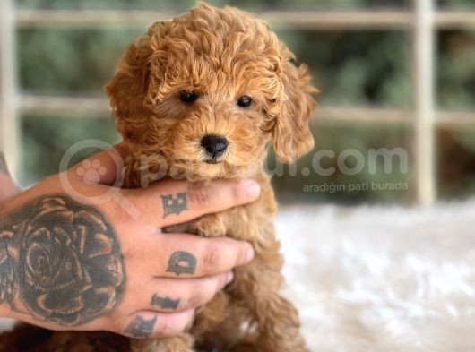 Farklı Renk Ve Tonlarda Toy Poodle Yavrular görsel