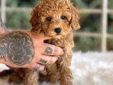 Farklı Renk Ve Tonlarda Toy Poodle Yavrular