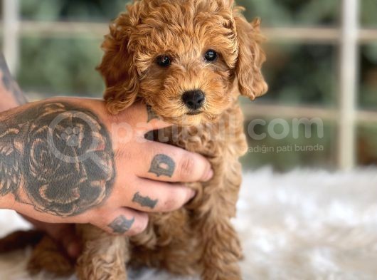 Farklı Renk Ve Tonlarda Toy Poodle Yavrular görsel