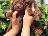 Babyface Toy Poodle yavrular