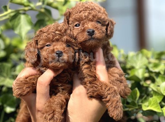 Babyface Toy Poodle Yavrular görsel