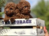Babyface Toy Poodle Yavrular
