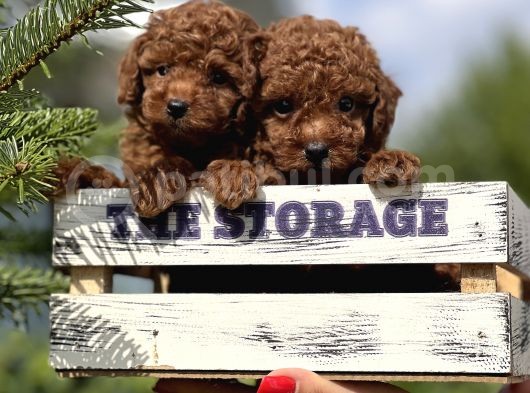 Babyface Toy Poodle Yavrular görsel