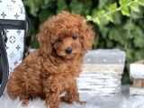 Farklı Renk Ve Tonlarda Toy Poodle Yavrular