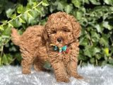 Orjinal Toy Poodle Yavrular