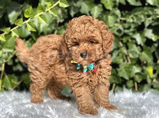 Orjinal Toy Poodle Yavrular görsel