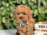 Orjinal Toy Poodle Yavrular