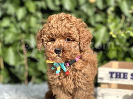 Orjinal Toy Poodle Yavrular görsel