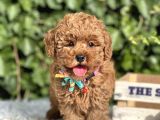 Orjinal Toy Poodle Yavrular