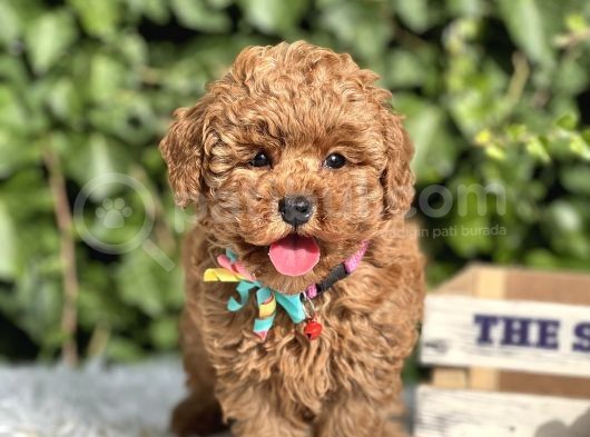Orjinal Toy Poodle Yavrular görsel