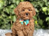 Orjinal Toy Poodle Yavrular