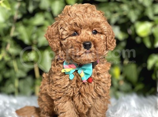 Orjinal Toy Poodle Yavrular görsel