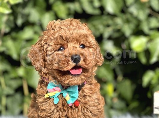 Orjinal Toy Poodle Yavrular görsel
