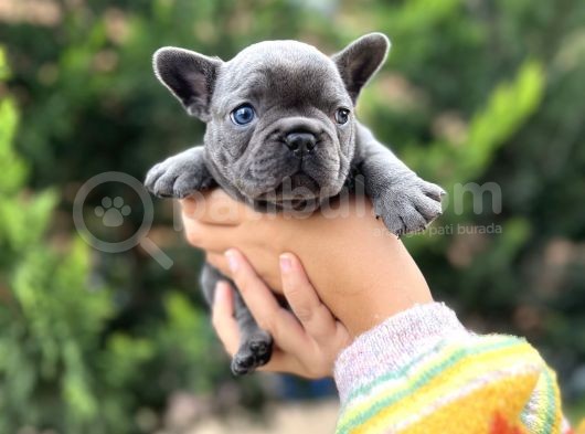 Blue Sevdiğimiz Doğrudur görsel