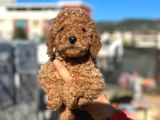 SCRLİ RED BROWN TOY POODLE