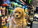 En Mi̇ni̇k Boy - Toy Poodle Bebekler - Aron Güvencesi̇ İle