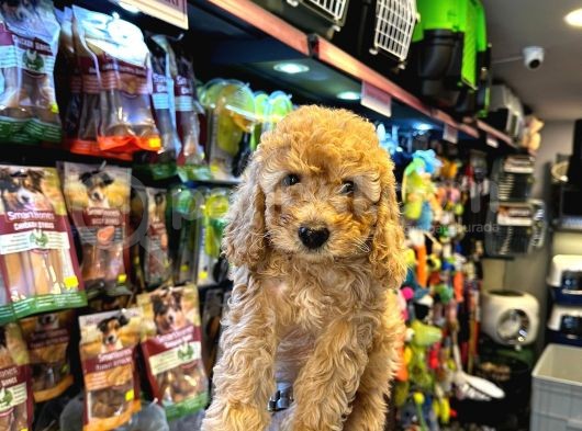 En Mi̇ni̇k Boy - Toy Poodle Bebekler - Aron Güvencesi̇ İle görsel