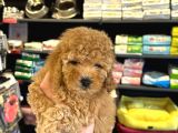 En Mi̇ni̇k Boy - Toy Poodle Bebekler - Aron Güvencesi̇ İle