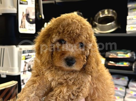 En Mi̇ni̇k Boy - Toy Poodle Bebekler - Aron Güvencesi̇ İle