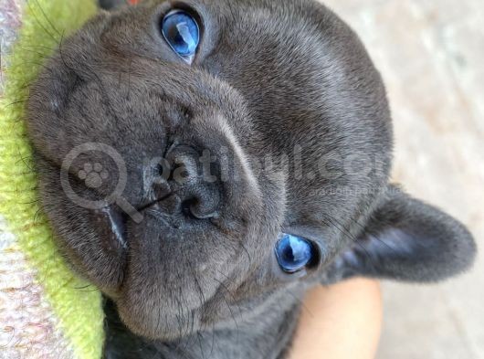 Blue Sevdiğimiz Doğrudur görsel