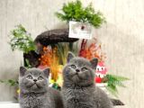 Ayi Surat Tesli̇me Hazir Bri̇ti̇sh Shorthai̇r Yavrular