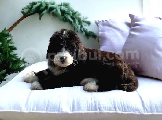 Particolor Siyah Beyaz Labradoodle Yavrular görsel