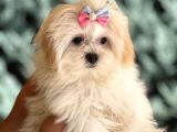 Dizayn Irk Morkie Yavrularımız