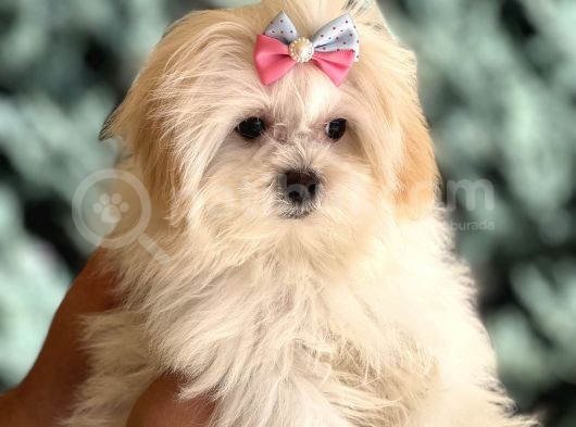 Dizayn Irk Morkie Yavrularımız görsel