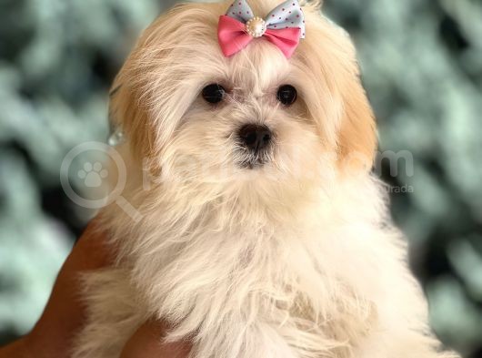 Dizayn Irk Morkie Yavrularımız görsel