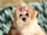 Dizayn Irk Morkie Yavrularımız