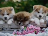 Secereli Anne Babadan Akita-Inu Yavrular