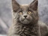 Dev Kedi Maine Coon Yavruları