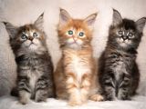 Dev kedi Maine coon yavruları