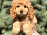 Dizayn ırk cockapoo güzelliği