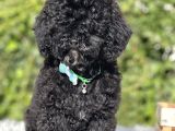 Black Toy Poodle