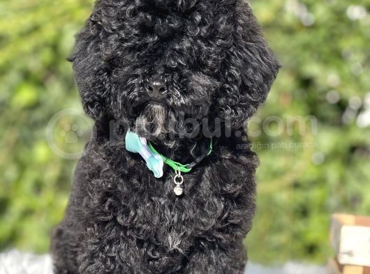 Black Toy Poodle görsel