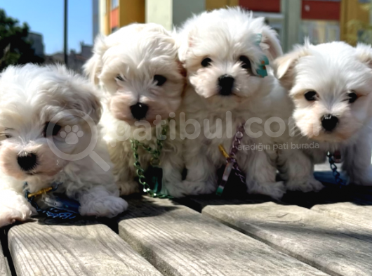 A Kalite Maltese Terrier Yavrularımız