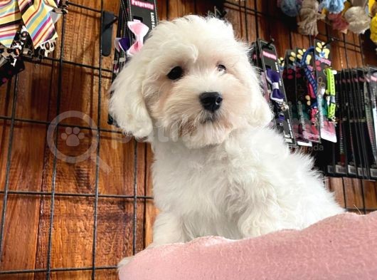 Bembeyaz Maltese Terri̇er 0 Numara görsel