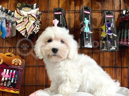 Bembeyaz Maltese Terri̇er 0 Numara görsel