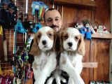 MUHTEŞEM CAVALİER KİNG CHARLES YAVRULAR