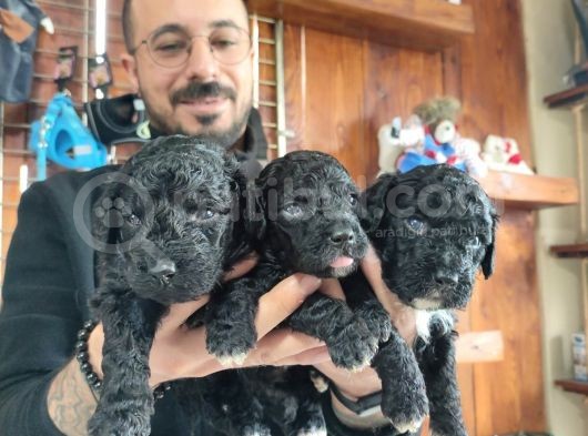 Siyah Poodle Özel Yavrularımız görsel