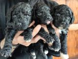 Siyah Poodle Özel Yavrularımız